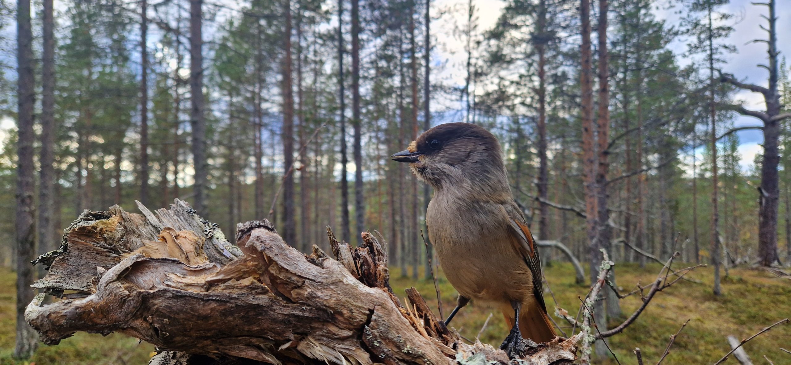 Ruskaretket Ivalossa